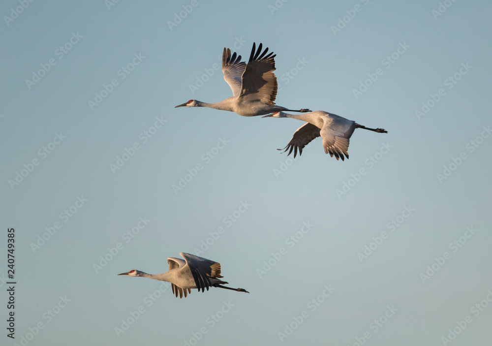 Obraz premium Sandhill Cranes in Bosque Del Apache, New Mexico, USA