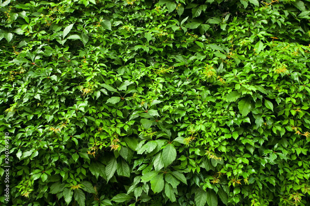 Green ivy, background. Leaves of green ivy (maiden grapes) occupy the entire frame., Greens, leaves Green ivy, background. Leaves of green ivy (maiden grapes) occupy the entire frame., Greens, leaves