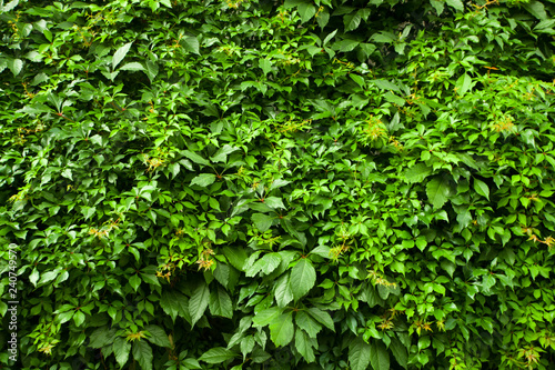 Green ivy, background. Leaves of green ivy (maiden grapes) occupy the entire frame., Greens, leaves