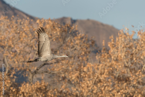 Sandhill Cranes in Bosque Del Apache, New Mexico, USA