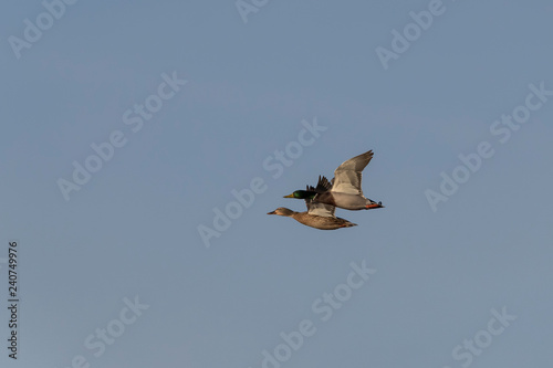Ducks in Flight New Mexico