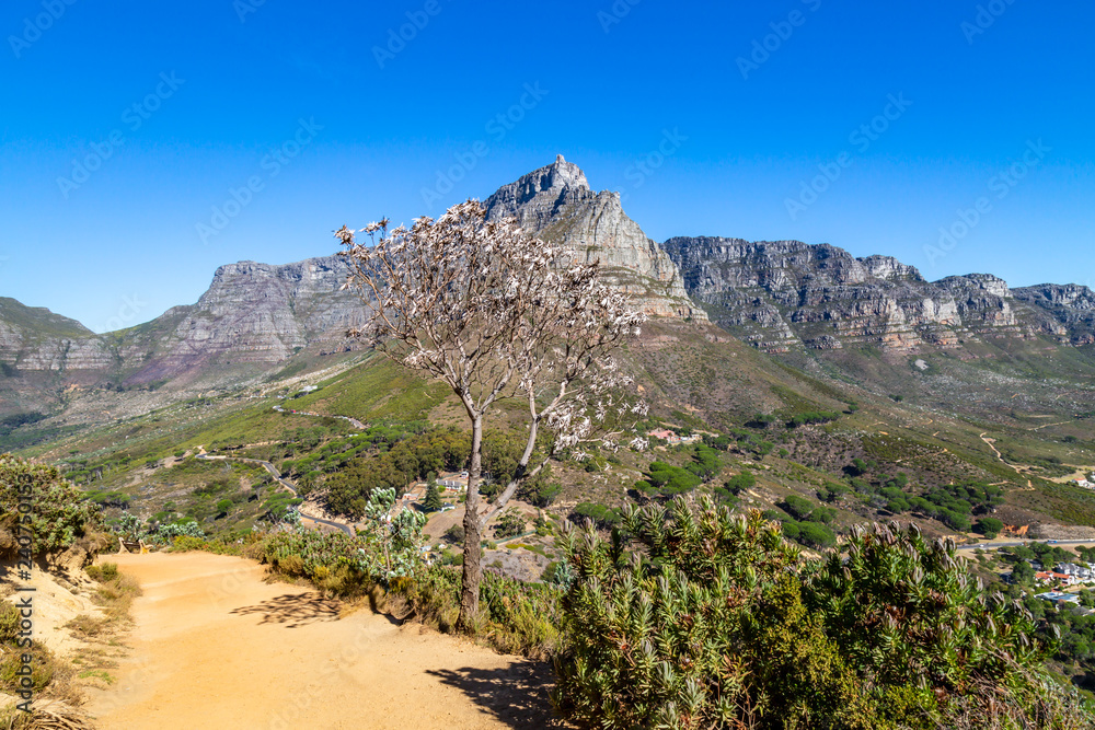 A view of Table Mountain in Cape Town, viewed from Lion's Head trail A view of Table Mountain in Cape Town, viewed from Lion's Head trail