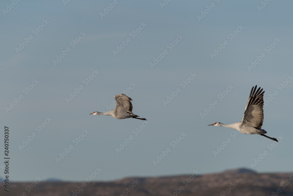 Sandhill Cranes in Bosque Del Apache, New Mexico, USA Sandhill Cranes in Bosque Del Apache, New Mexico, USA