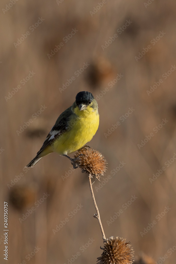 Lesser Goldfinch in Bosque Del Apache, New Mexico, USA Lesser Goldfinch in Bosque Del Apache, New Mexico, USA
