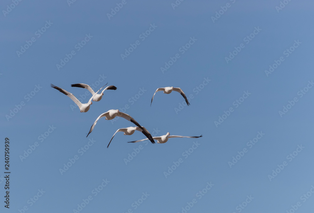 Snow Geese in Bosque Del Apache, New Mexico, USA Snow Geese in Bosque Del Apache, New Mexico, USA