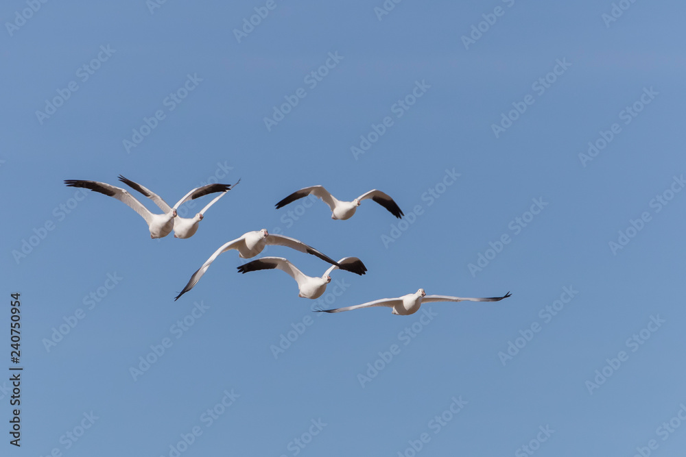 Snow Geese in Bosque Del Apache, New Mexico, USA Snow Geese in Bosque Del Apache, New Mexico, USA