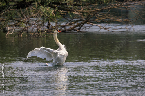 cigno sul fiume Adda