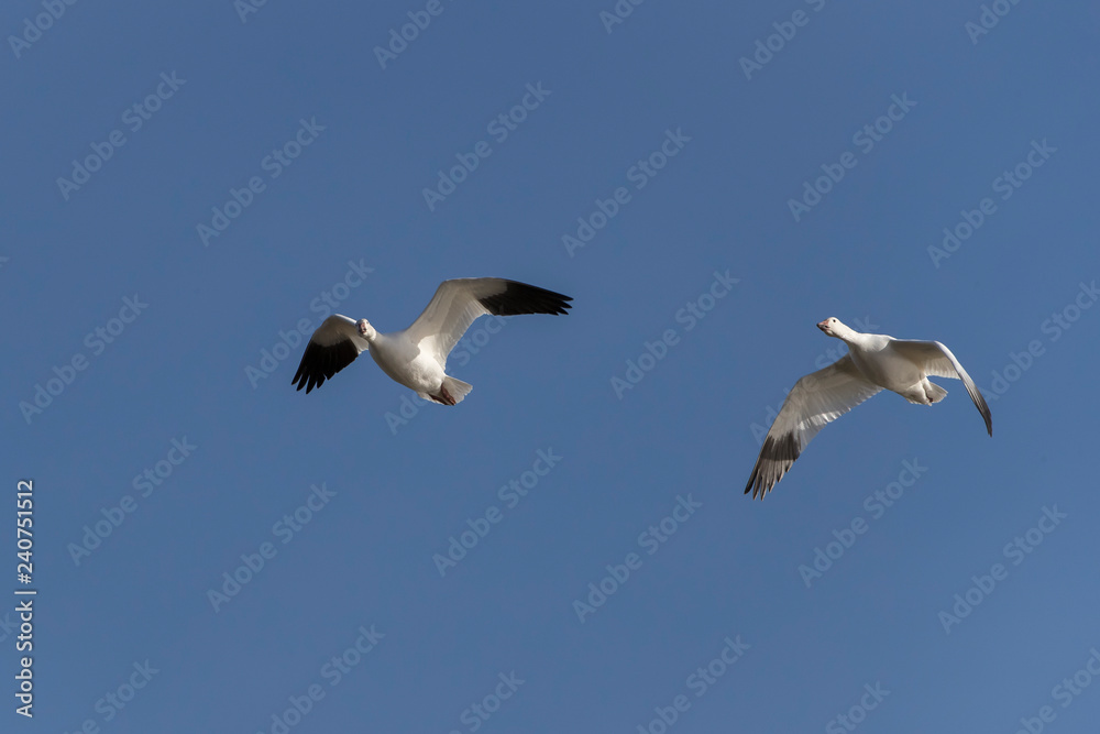 Snow Geese in Bosque Del Apache, New Mexico, USA Snow Geese in Bosque Del Apache, New Mexico, USA
