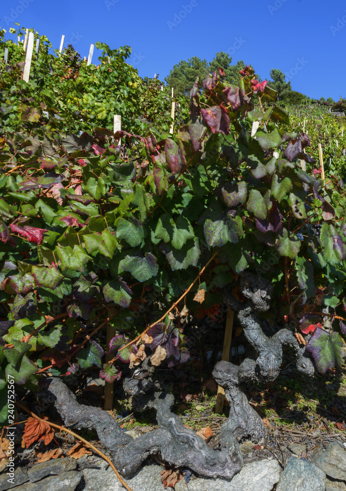 Fototapeta premium Twisted trunk of a centenary vine plant