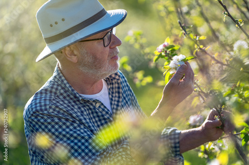 Fotografie Apple grower checking the flowering of his apple trees