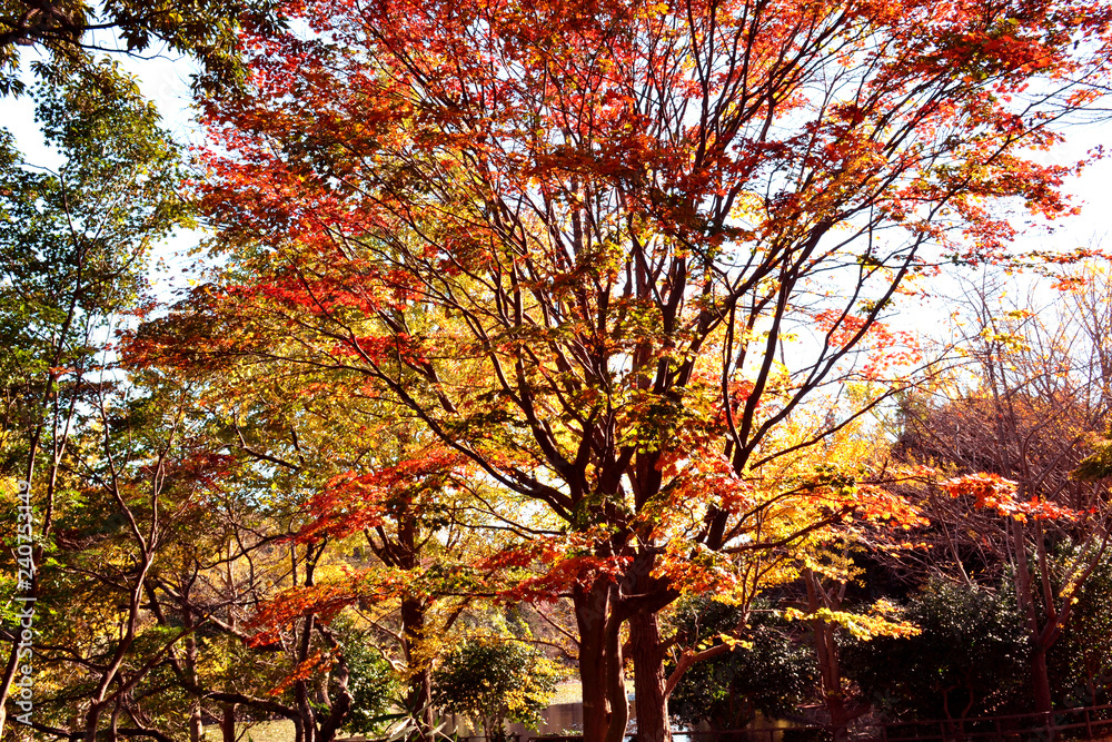 Naklejka premium 三ッ池公園の秋