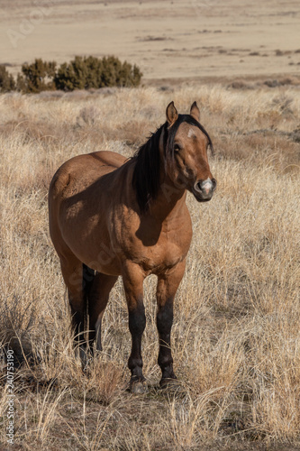 Majestic Wild Horse in the Utah Desert © equigini