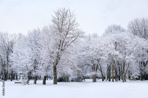 Snow-covered trees in a public park