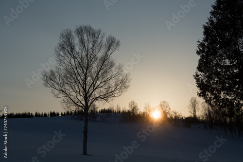 夕日が沈む丘と冬木立 © kinpouge