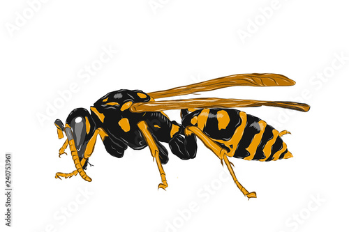 wasp graphic photo