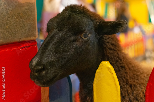 cute isolated black faced young lamb looking over a colorful fence at a petting zoo