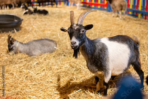 black and white pygmy goat behind a fence on a bed of hay at a petting zoo