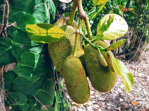 Jackfruit ripening on the tree