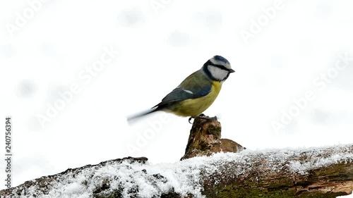 blue tit in winter time near feeder