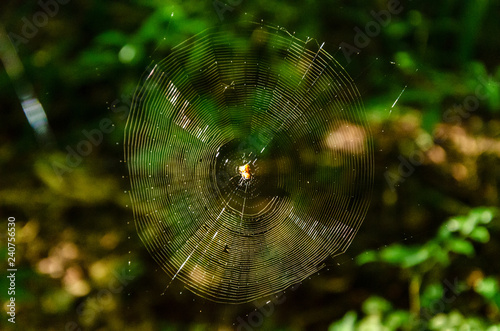 Spider Web on a jungle with a spider hidden on it and foliage background illuminated with a sun ray
