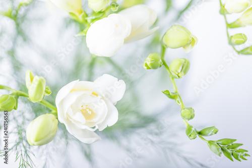 Beautiful white freesia flowers. Top view, toned photo