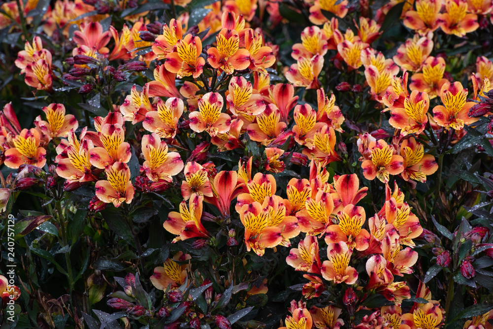 Colorful flowers, Peruvian Lily Indian Summer Colorful flowers, Peruvian Lily Indian Summer