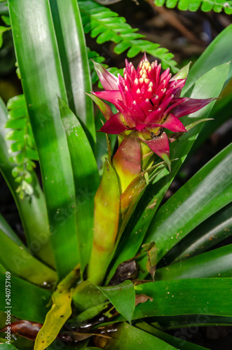 Colorful Iguazu native flowers