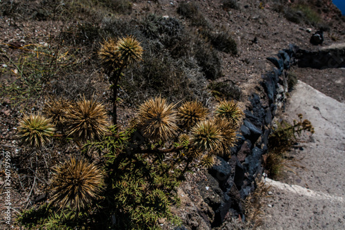 Santorini Fira , Grecia - fat plant