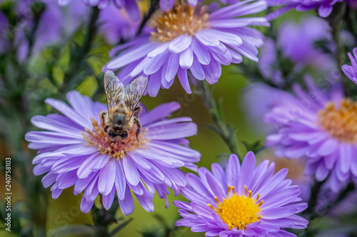 Gartenblume mit Biene von oben