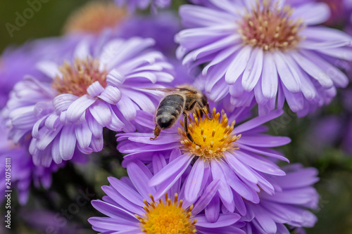 Gartenblume mit Biene von hinten