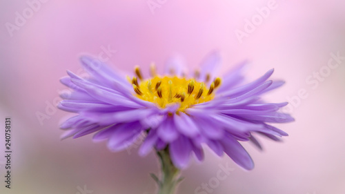 Weiche Gartenblume