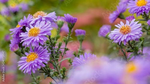 Gartenblume mit weichem Hintergrund