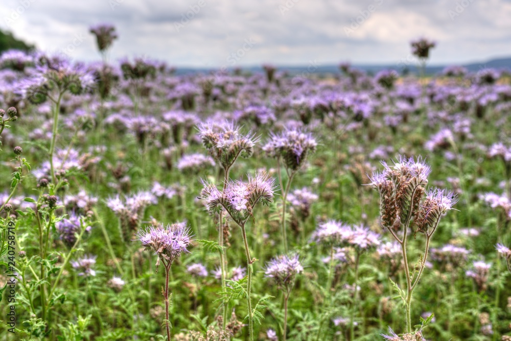 Fototapeta premium Sommerwiese