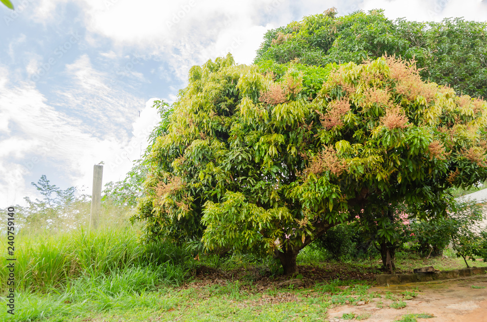 Blooming Mango Tree