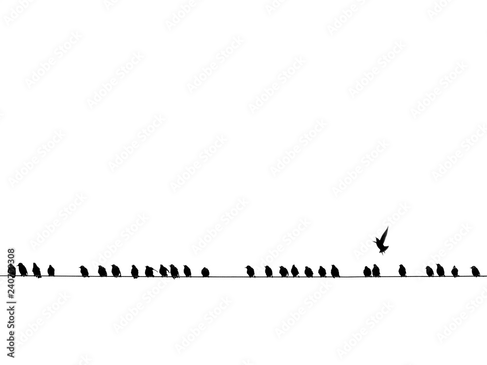 Background of black birds on a wire isolated