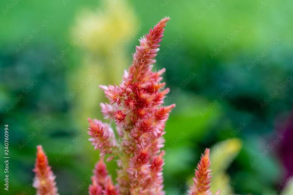 Close up of Plumed cockscomb or Silver cock's comb (Celosia argentea) Close up of Plumed cockscomb or Silver cock's comb (Celosia argentea)