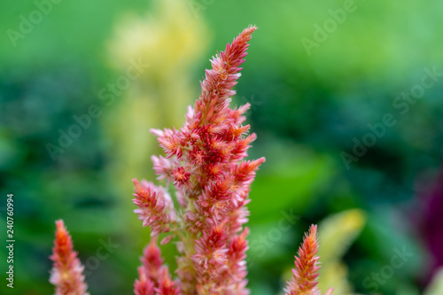 Close up of Plumed cockscomb or Silver cock's comb (Celosia argentea) © Chonlasub