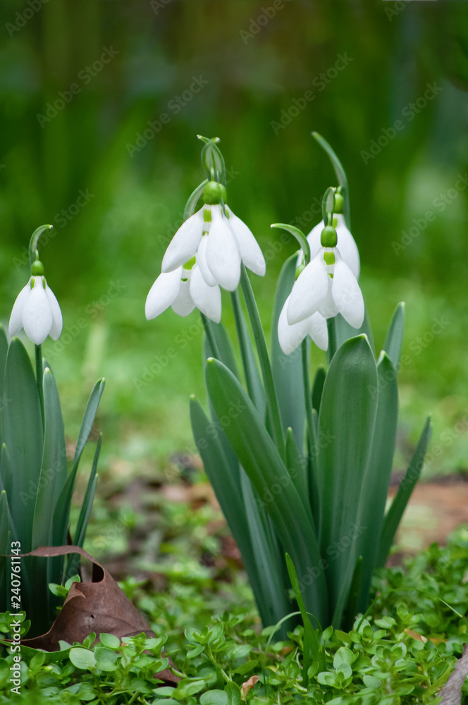 Fototapeta premium first snowdrops in springtime