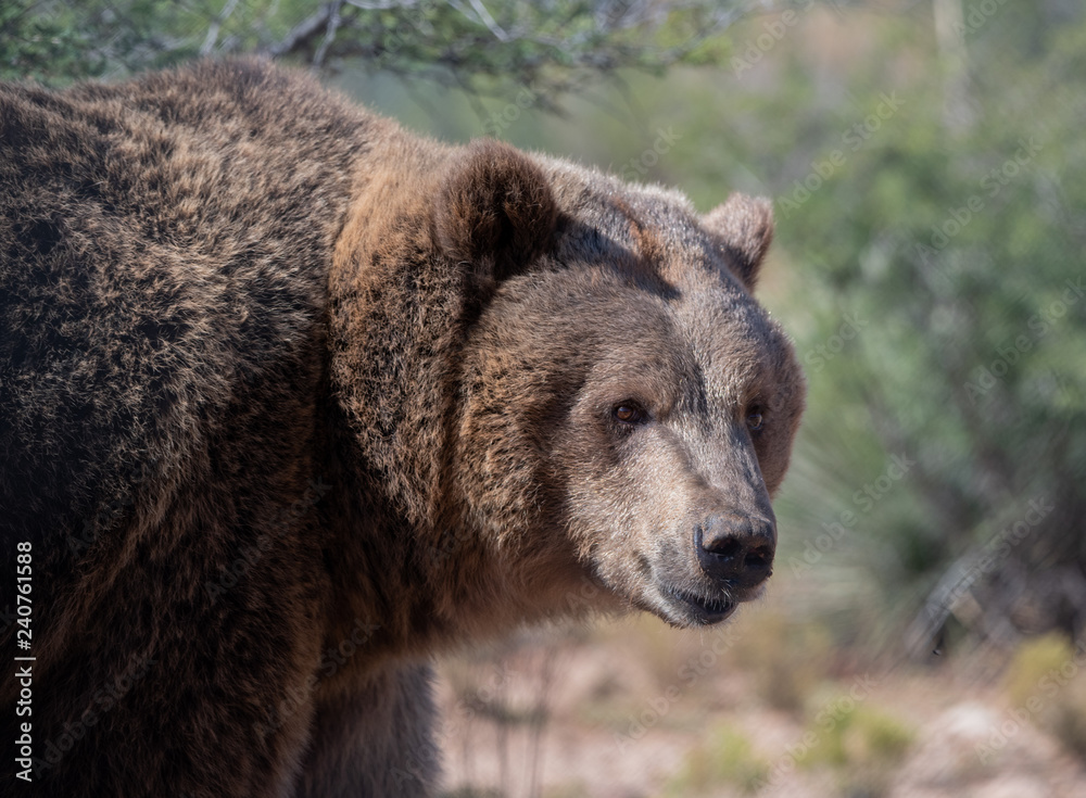 Female grizzly bear turning to pose for a natural portrait