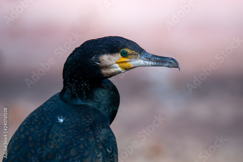 Great cormorant - Phalacrocorax carbo