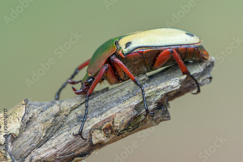 scarab beetle - Eudicella euthalia photo