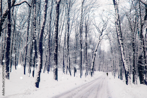 Winter road in a wood. Quiet snowy day on a forest. Christmas landscape.