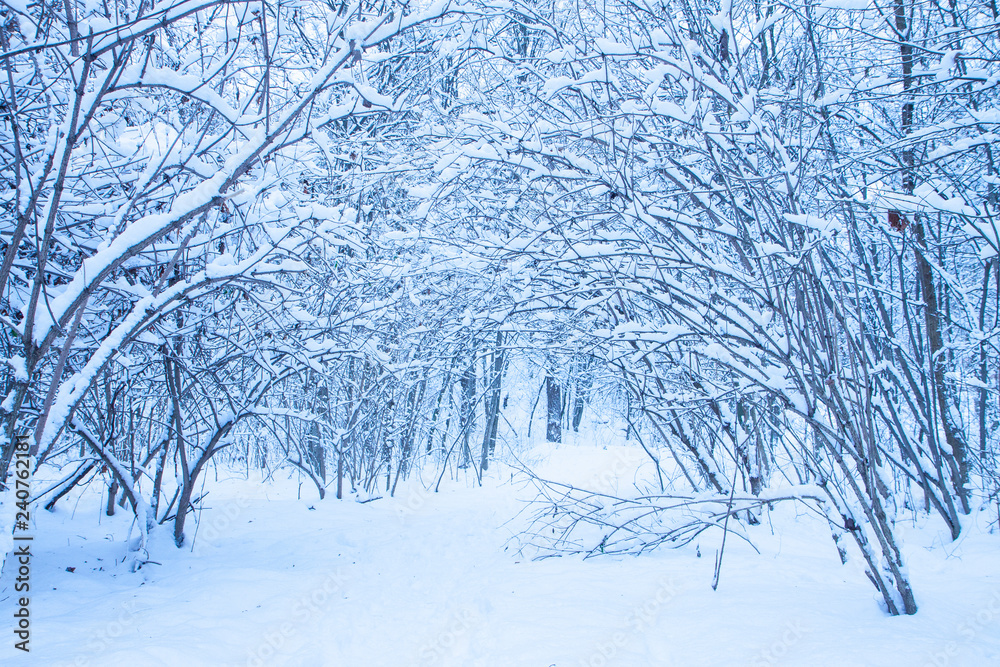 Quiet snow day on a park. White trees, bushes and road in a forest. Calm winter landscape. Christmas background.