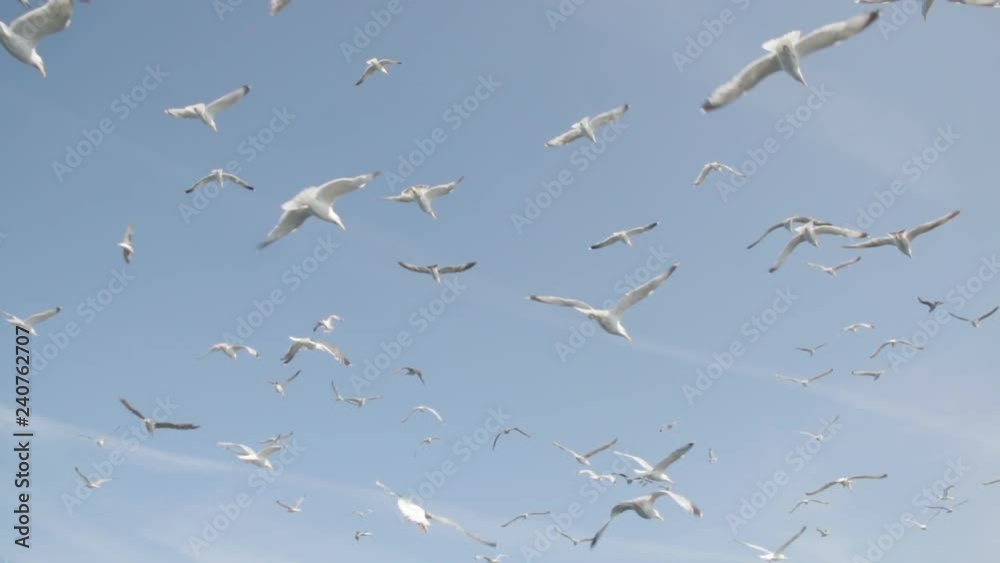 Oiseaux Slowmotion