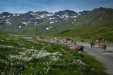 Troupeau de chèvres sur une route de montagne
