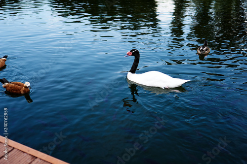 White swan with black head in the lake with blue dark water and pier