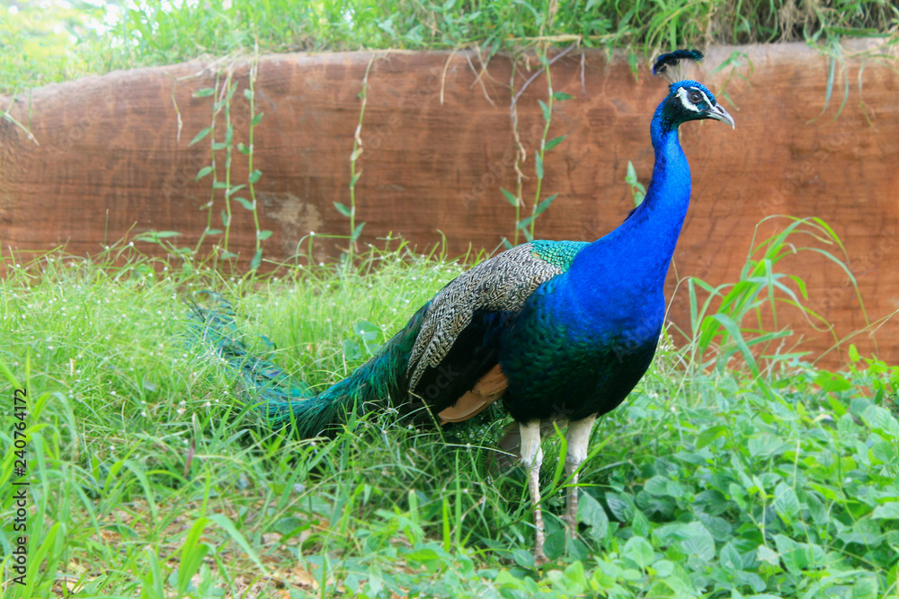 Fototapeta premium Peacock on Green Grass 
