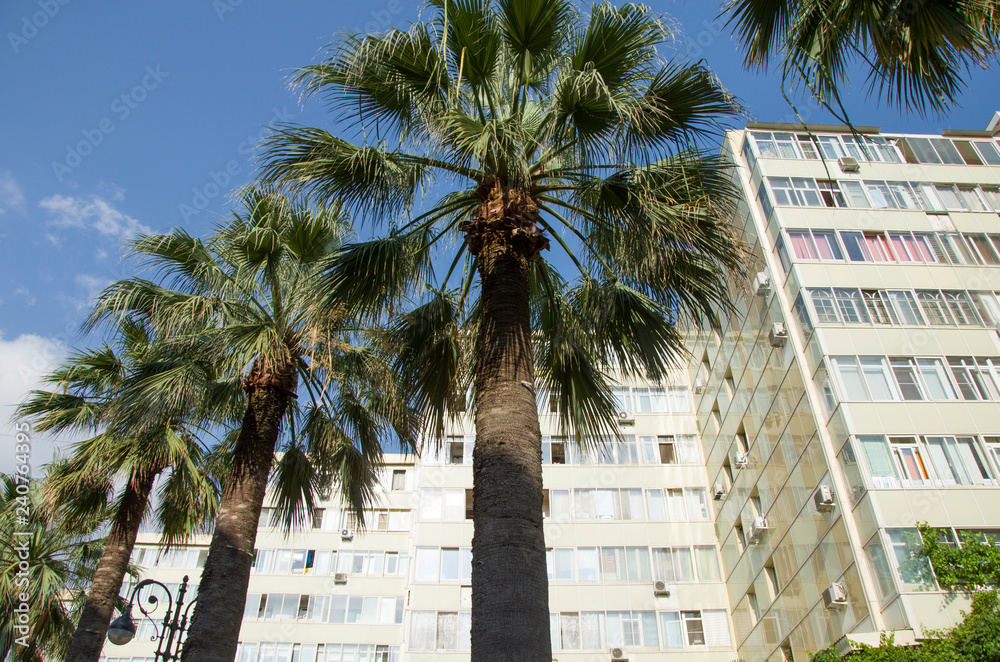 palm tree in front of a building