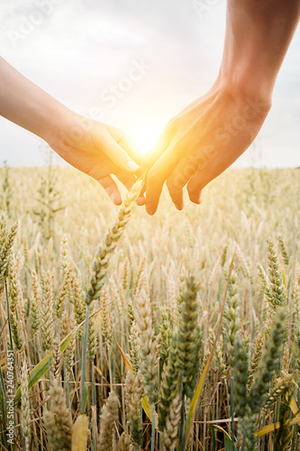Love couple taking hands and walking on golden wheat field over beautiful sunset. Growth harvest. Wheat field natural product