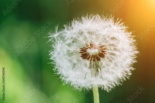 Close up dandelion seeds in the morning sunlight blowing away across a fresh green background. Spring concept